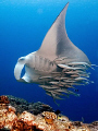 For the remoras this big manta was a nice place to take a ride to somewhere else. 